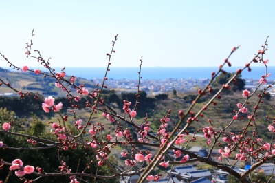 南部梅林、梅の花と眼下に広がる南部湾の絶景写真。