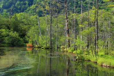 透明な水の池と新緑の木々の岳沢湿原の絶景写真