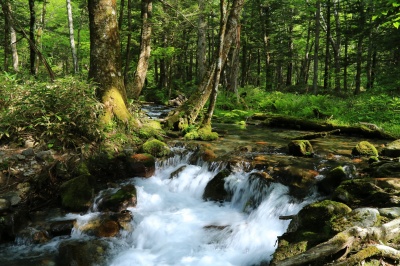 光り輝く緑の森の中を流れる小川（沢）の上高地・右岸道の絶景写真
