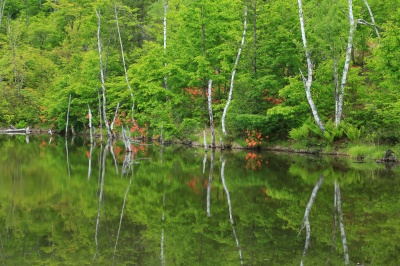 水鏡の様な乗鞍高原まいめの池に映る白樺と緑とレンゲツツジの絶景写真。