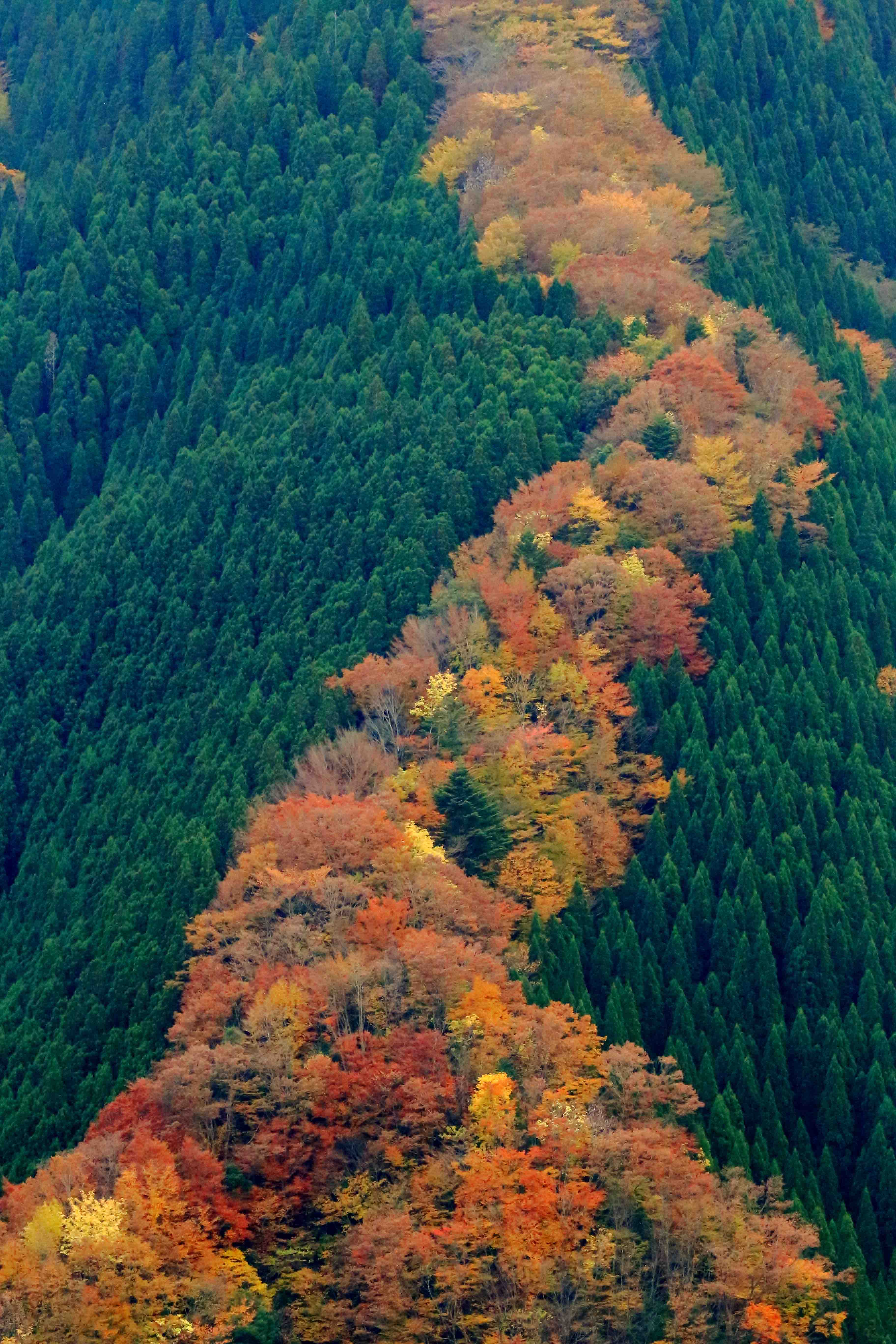 画像3　ナメゴ谷の紅葉