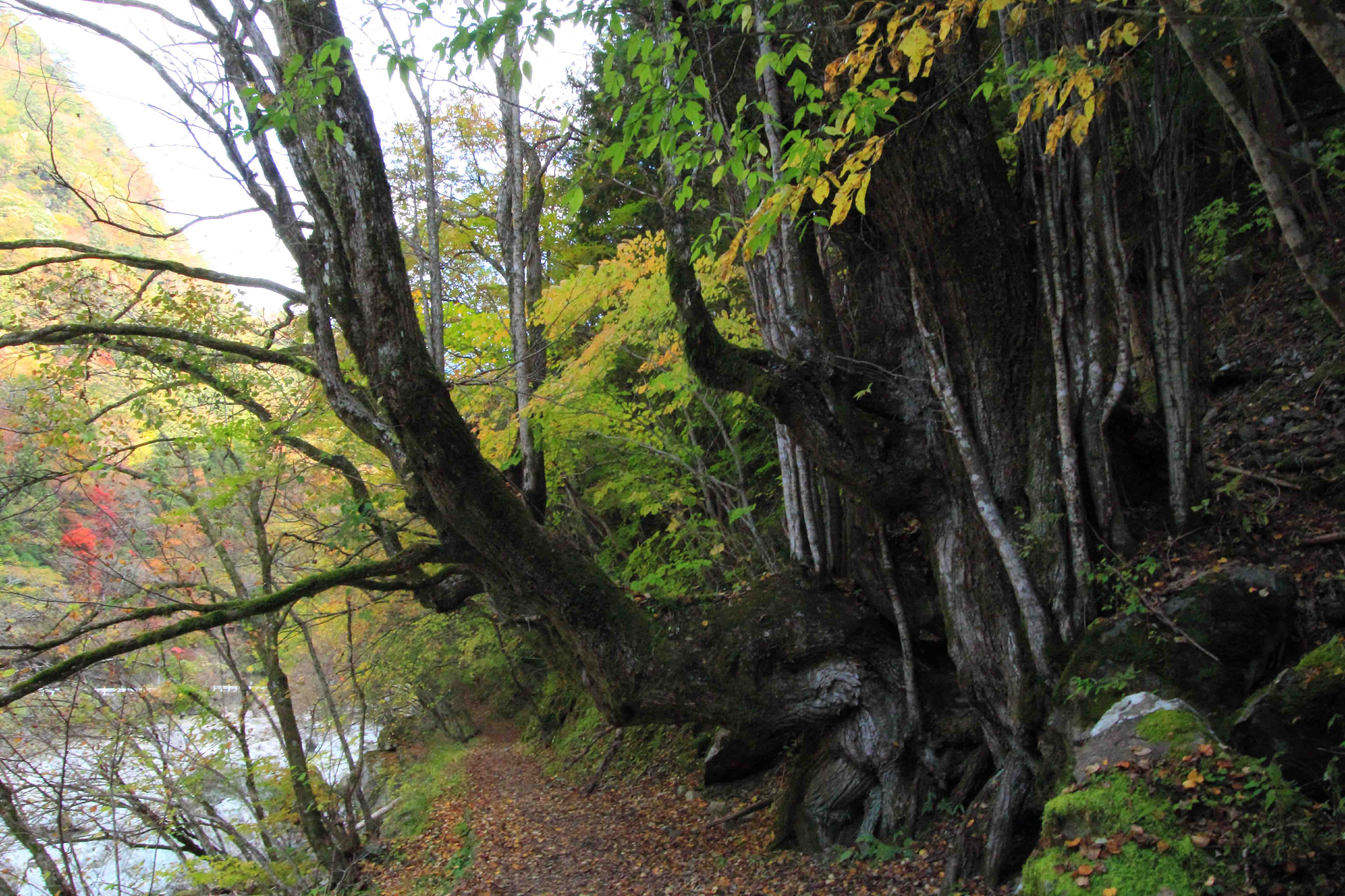 画像7　みたらい渓谷のカツラの巨木