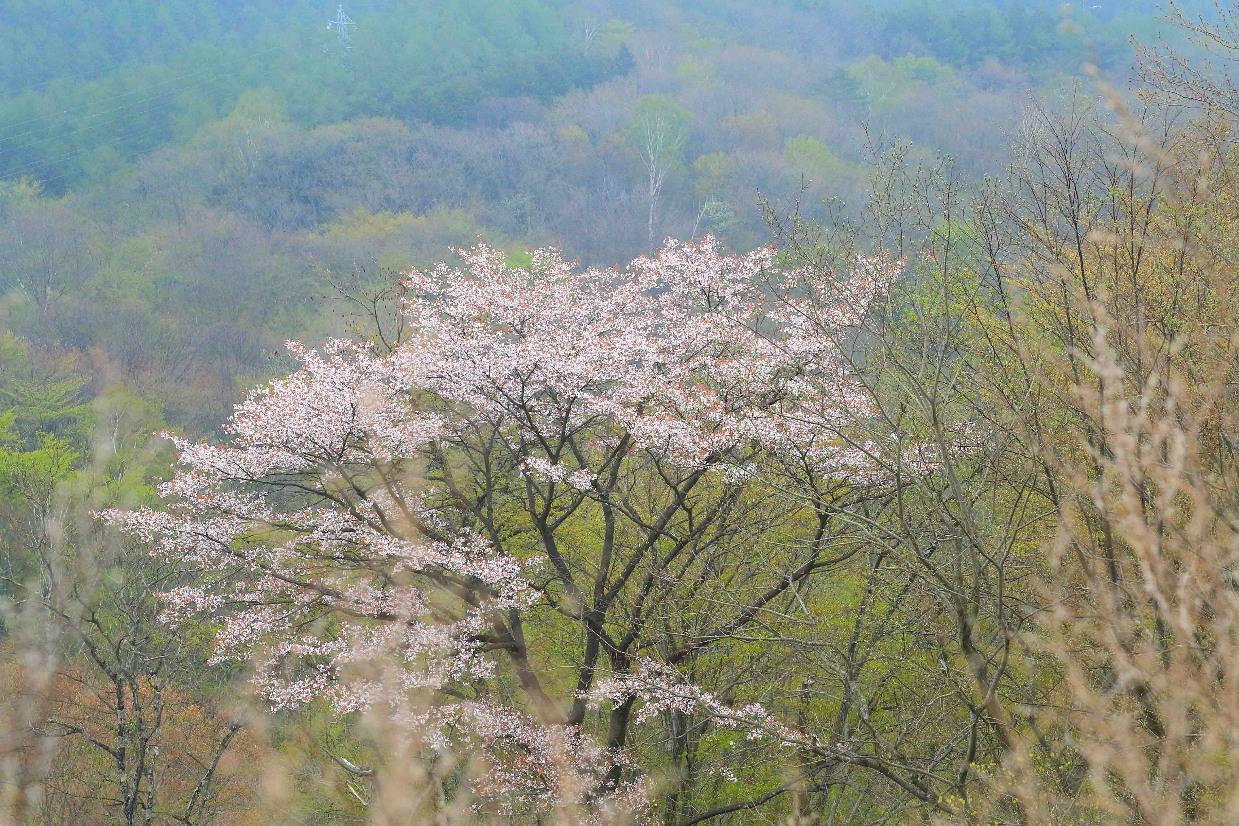 画像2　日光いろは坂の桜