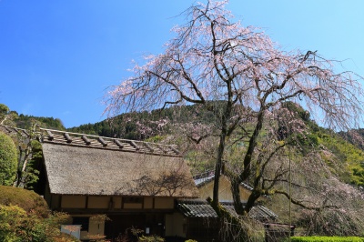 賀名生の里の皇居跡としだれ桜と青空の写真。