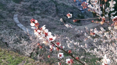 賀名生梅林の花