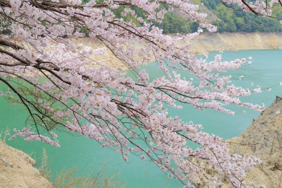 池原ダムの桜の絶景写真
