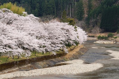 池原橋周辺の桜

