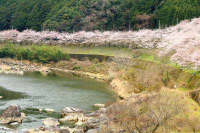 川上村の吉野川沿いの桜の絶景写真
