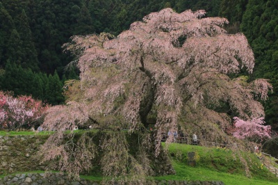 又兵衛桜の写真。巨大な老木のしだれ桜の絶景写真。