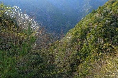 十津川村白谷付近の峠からの眺望
