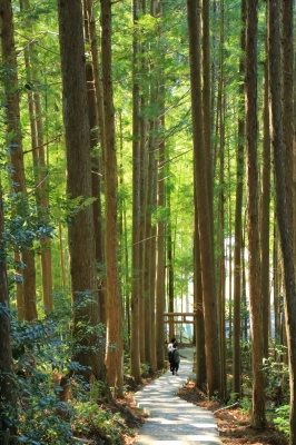 谷瀬の吊り橋展望台に続く森山神社の参道の絶景写真。
大きな杉並木と竹林と鳥居とカップルが映った緑の光が美しい写真。