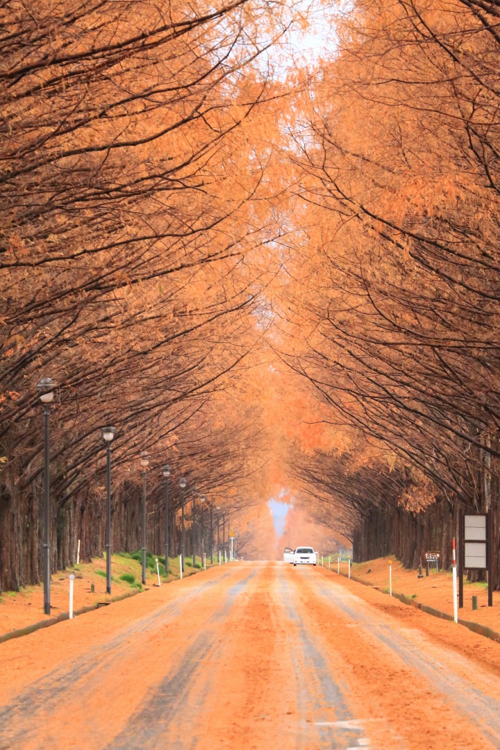 マキノ メタセコイア並木 わくわく絶景写真旅 わくたび