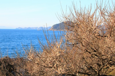 海岸沿いに咲いた梅の花と青い海と青い空の絶景写真
