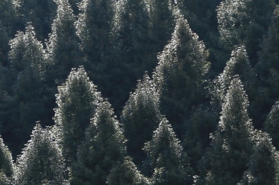 高野龍神スカイライン、針葉樹の森が雨氷で輝く幻想的な絶景写真。