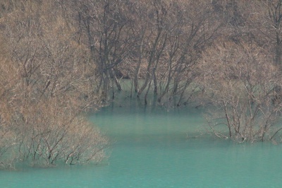 日高川椿山ダム湖の青い水面と水中から生える木立の絶景写真