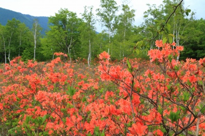 レンゲツツジの花と白樺林の絶景写真。乗鞍高原、一ノ瀬園地、レンゲツツジ園