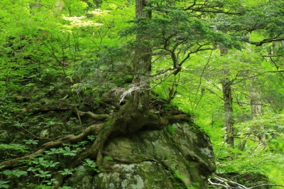 大きな岩を抱きかかえた大木の写真。上高地左岸道。