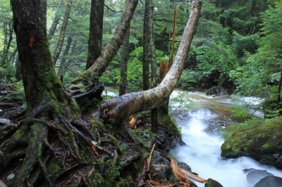 乗鞍高原三本滝下の森の絶景写真。雨に濡れた木肌が素敵。