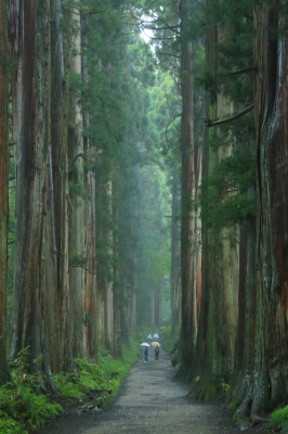 戸隠神社奥社へと続く杉並木の参道の写真