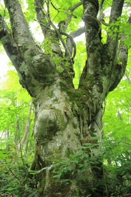 木谷沢渓流の森の巨木
